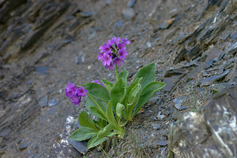 Primula latifolia / Primula a foglie larghe